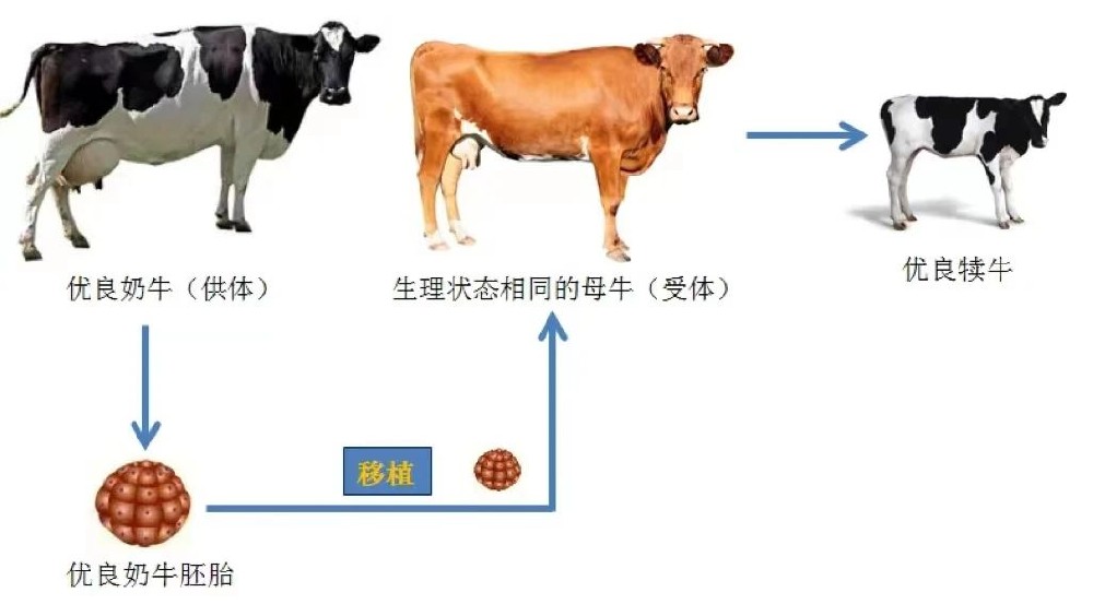 说说奶牛胚胎移植技术